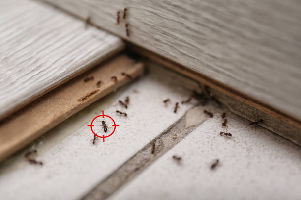 Best Cockroach Control Services  in Rexland Acres, CA