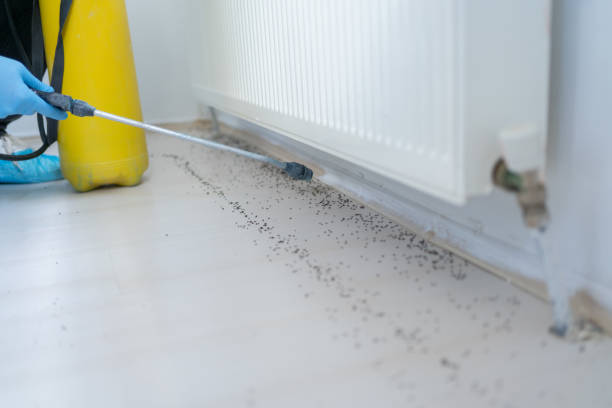 Best Mosquito Control Services  in Rexland Acres, CA